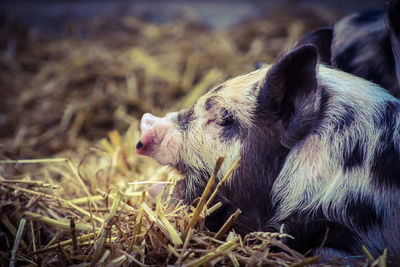 Close-up of pig