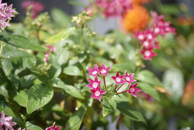 Close-up of pink flowering plant