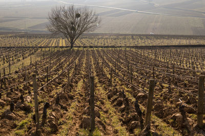 agriculture