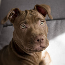 Close-up portrait of dog