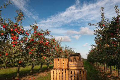 Crates in orchard full of apple trees with ripe apples ready for harvest against blue sky
