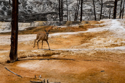 View of horse in winter