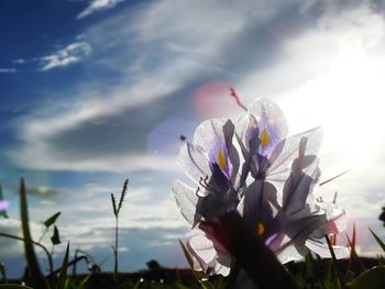 Close-up of purple flowering plant against sky