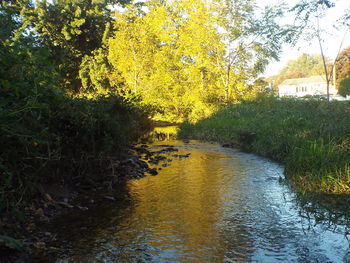 Scenic view of river with trees in background