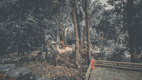 View of trees in the forest