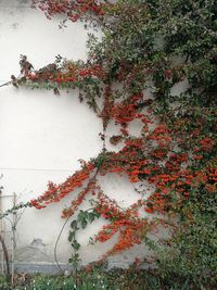 Ivy growing on wall