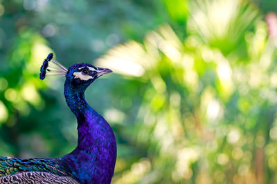 Side view close-up of peacock outdoors