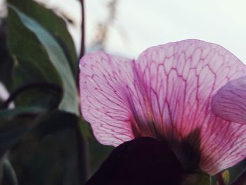 Close-up of pink flower blooming outdoors