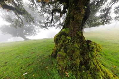 Tree trunk on field