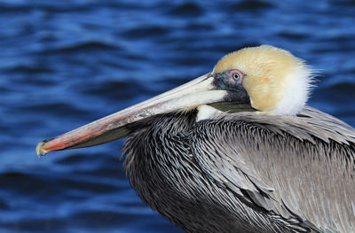 Close-up of bird