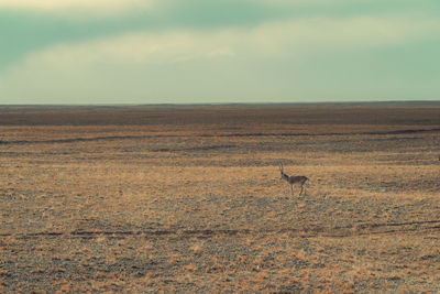 View of horse on field against sky