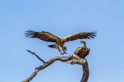 Low angle view of eagle flying against clear blue sky