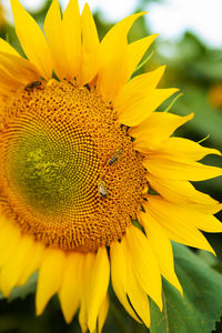 Close-up beautiful sunflower and bees on it