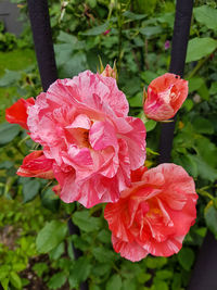 Close-up of red flowers