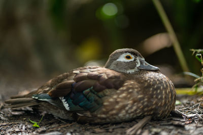 Duck siting on the floor. selective focus