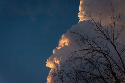 Low angle view of trees against blue sky