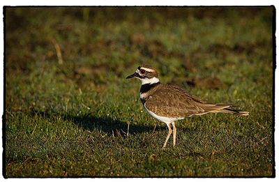 Close-up of bird on grass