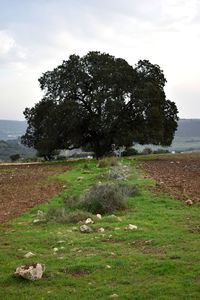 Trees on field against sky