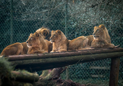 View of cat in zoo