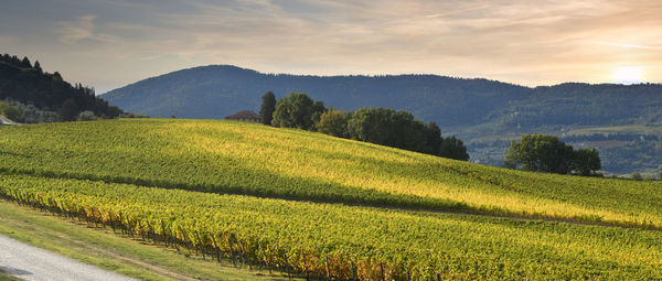 Scenic view of agricultural field against sky