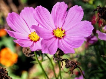 Close-up of pink flowers blooming outdoors