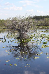 Reflection of trees in lake