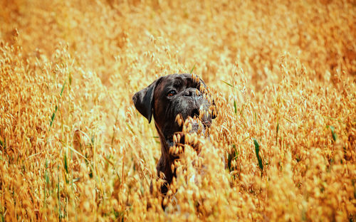 Close-up of a dog on field