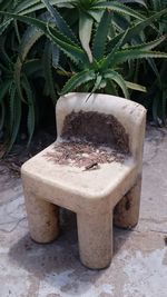 Close-up of potted plant