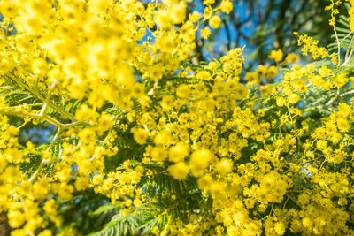 Close-up of yellow flowering plants