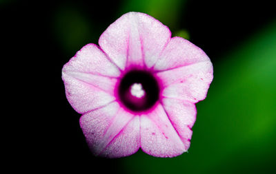 Close-up of pink flower blooming outdoors