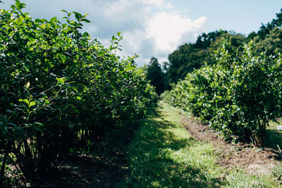 Blueberry plants on field against sky