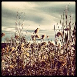 Plants growing on field