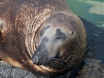 Close-up of sea lion