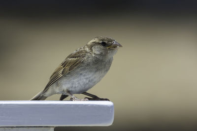 Close-up of bird perching on railing