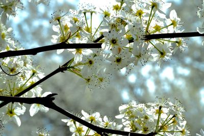 Low angle view of cherry blossoms against sky