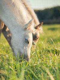 Horses grazing on grassy field