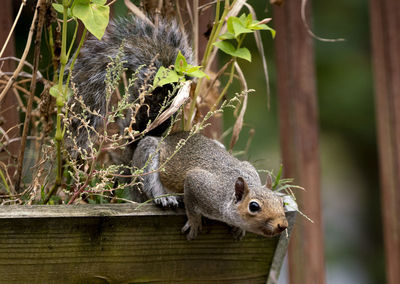 Close-up of squirrel on tree