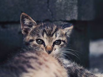 Close-up portrait of kitten relaxing