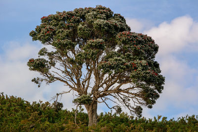 Low angle view of flower tree against sky