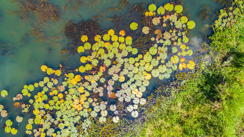 High angle view of yellow flowering plants in water
