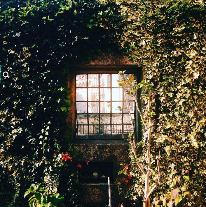 window, architecture, built structure, house, plant, building exterior, ivy, growth, tree, glass - material, closed, leaf, residential structure, door, no people, day, nature, window frame, branch, transparent