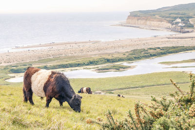 Cows grazing at seven sisters cliffs 