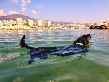 Duck swimming in sea