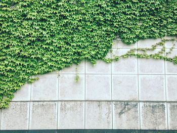 Low angle view of ivy growing on wall