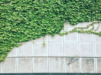 Close-up of plants