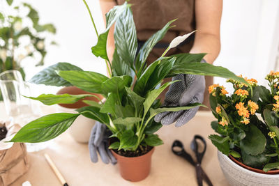 Closeup of female gardener hands in gloves holding pot with houseplant