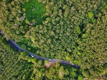 Aerial view of road amidst trees in forest