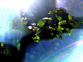 Low angle view of flowering plant against bright sun