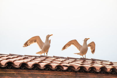 Low angle view of birds flying against sky