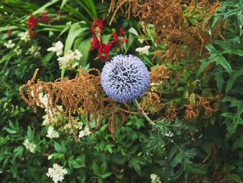 Close-up of wilted flower on plant